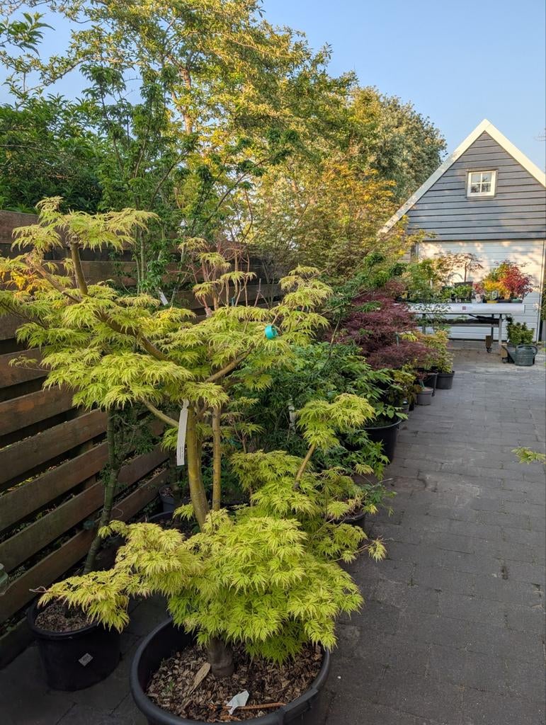 Acer palmatum Seiryu Japanse esdoorn. Diverse maten, Tuin en Terras, Planten | Bomen, Ophalen, Zomer
