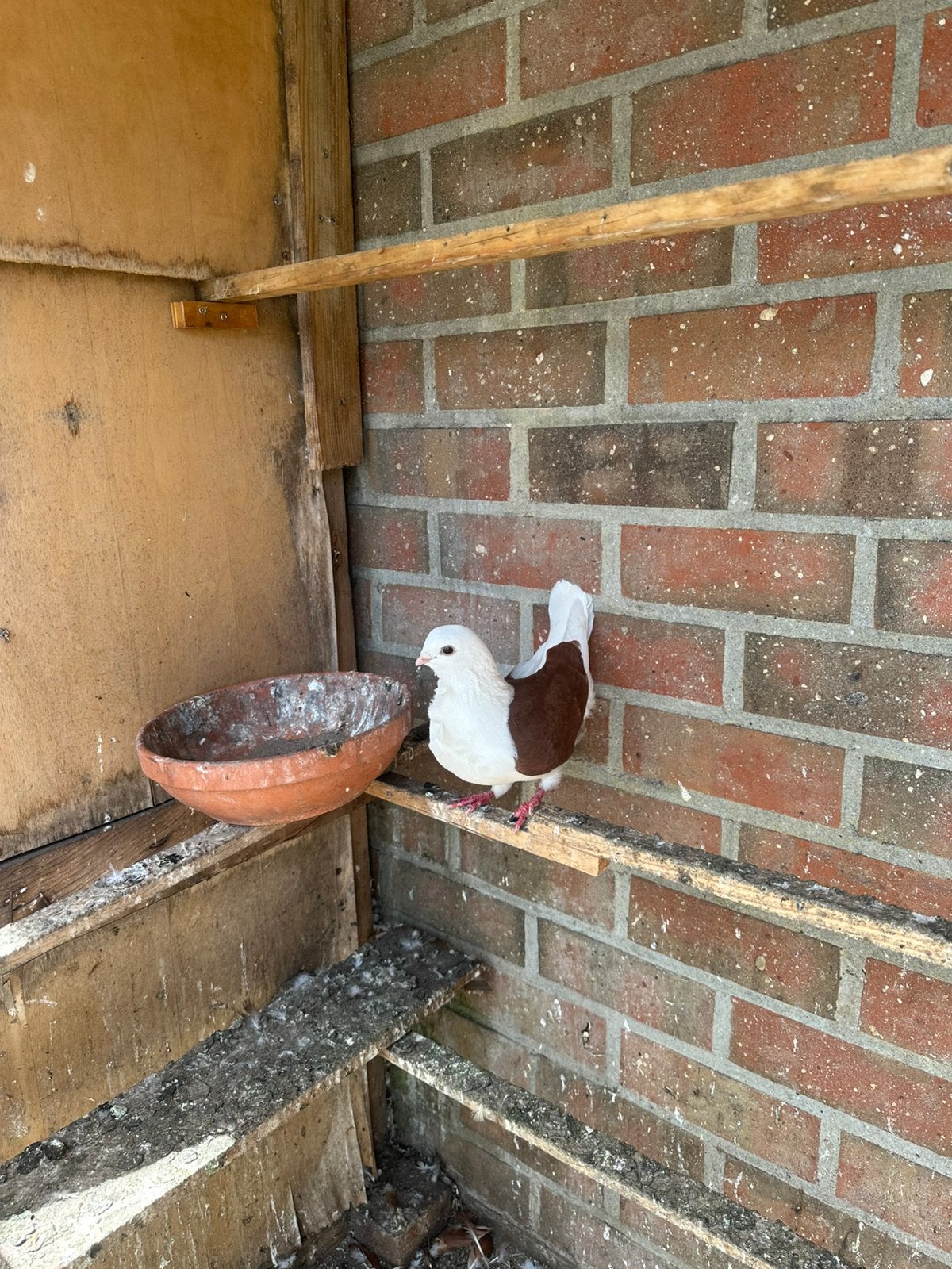 Duiven, Dieren en Toebehoren
