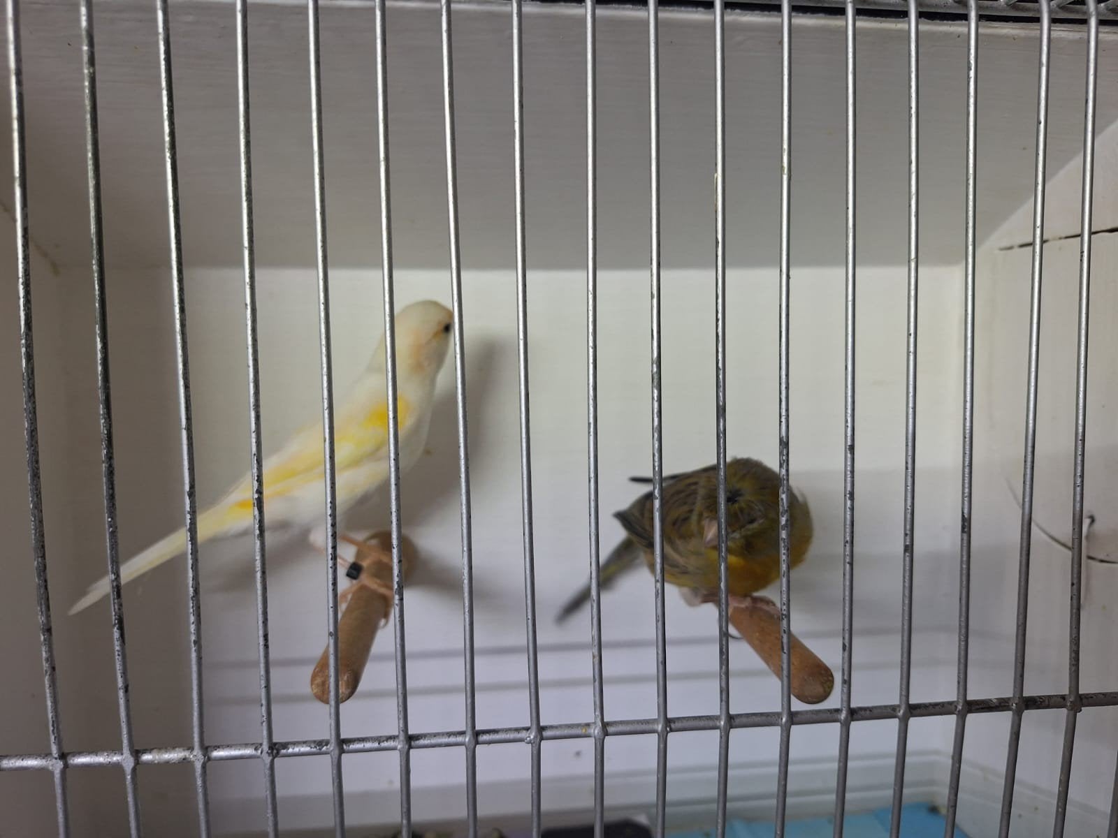 canaris arlequin portugais, Animaux & Accessoires