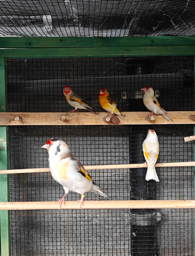 Major putters, Dieren en Toebehoren, Vogels | Overige Vogels, Wildzangvogel, Meerdere dieren, Geringd