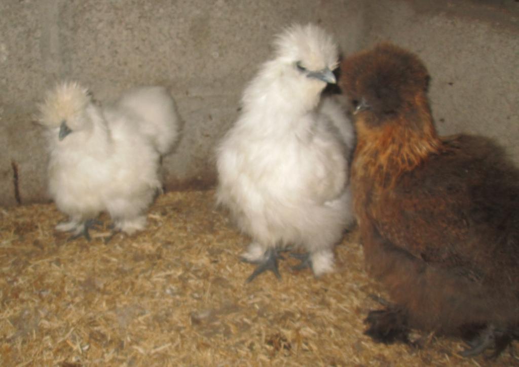 jonge zijdehoen hennetjes, Dieren en Toebehoren, Pluimvee, Vrouwelijk, Kip