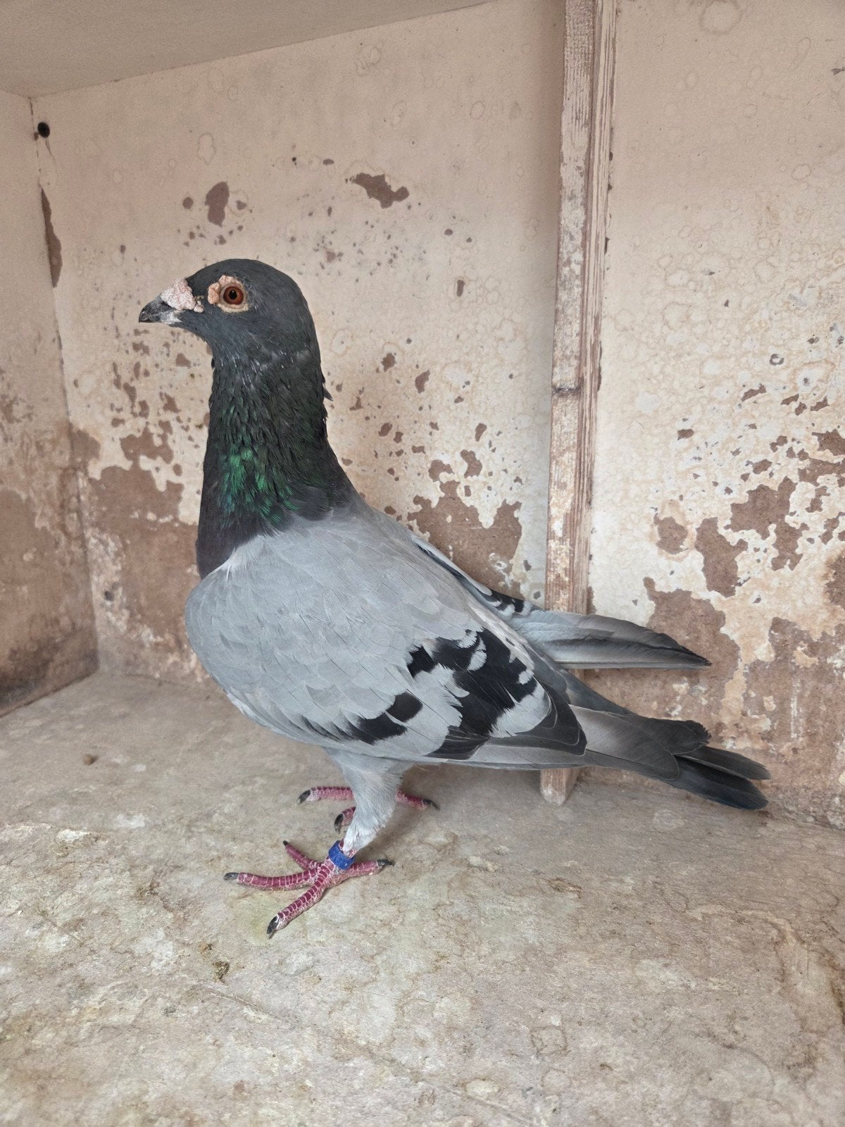 À vendre : un coq de 2020, Animaux & Accessoires, Oiseaux | Pigeons