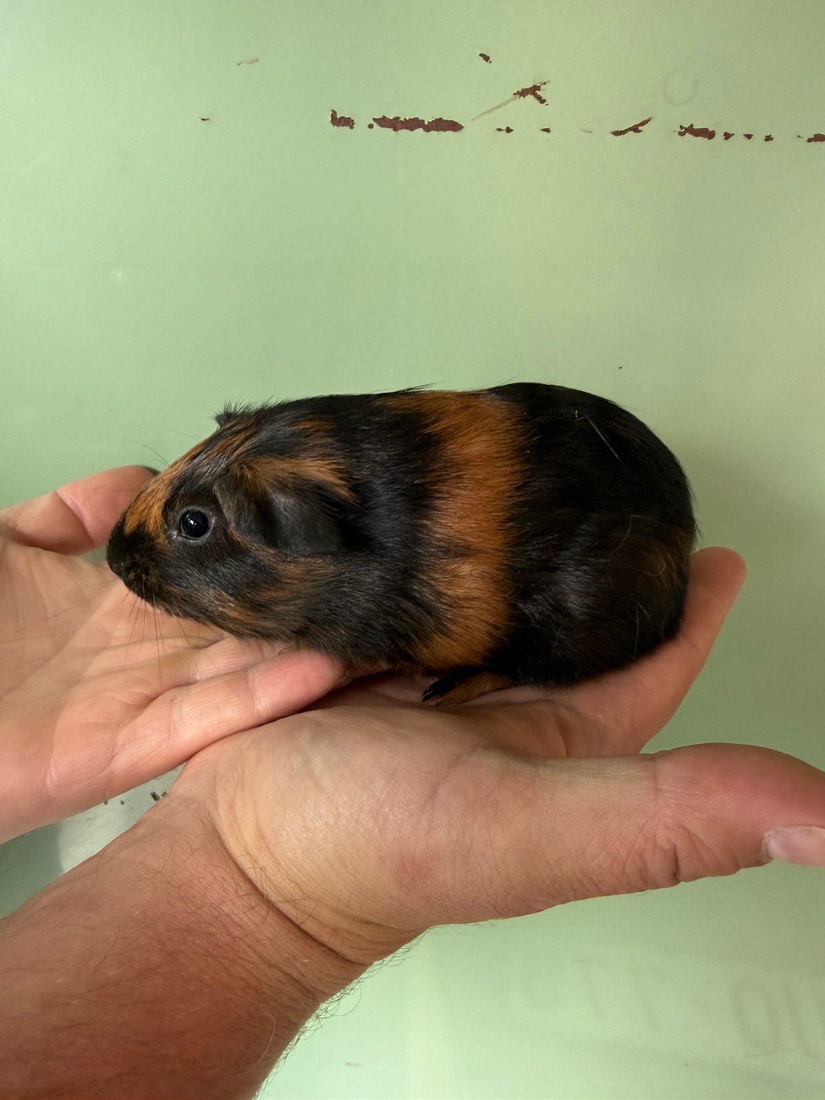 Gladhaar beertje, Dieren en Toebehoren, Cavia, Juni, Mannelijk, Tam
