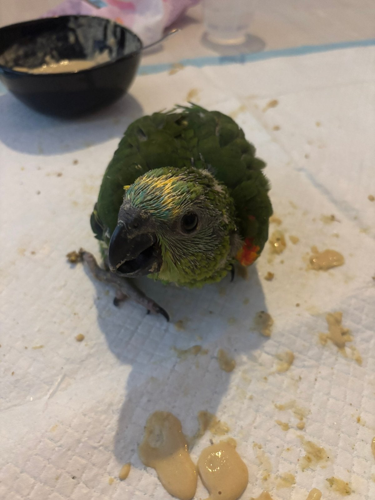 Blauwvoorhoofd amazone handtam, Dieren en Toebehoren, Vogels | Parkieten en Papegaaien, Geslacht onbekend, Papegaai, Geringd