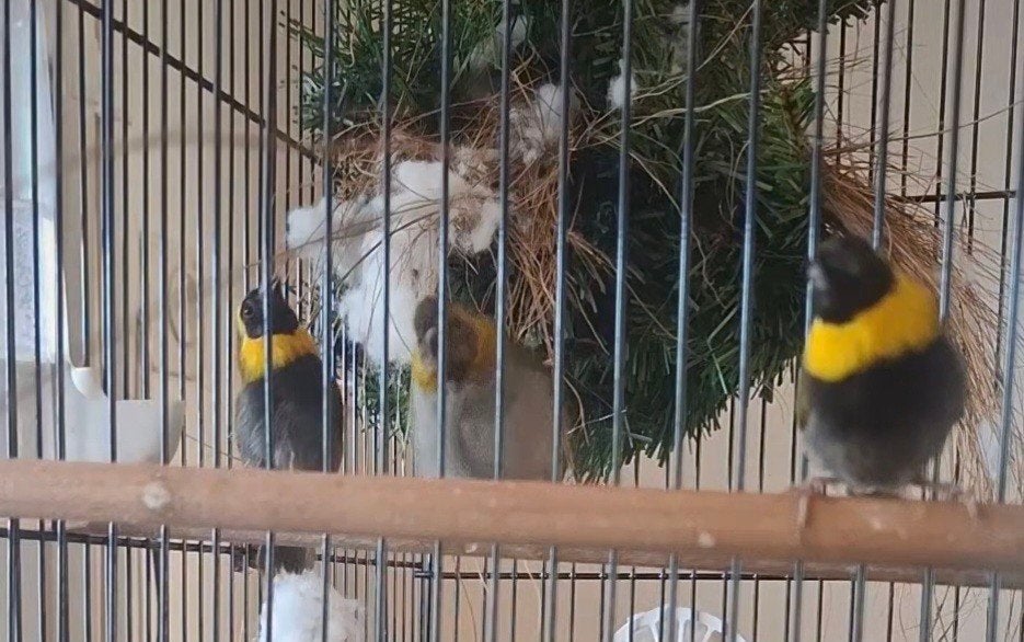 Cubavinken 
Mooie en gezonde Cubavinken te koop.
Rustige