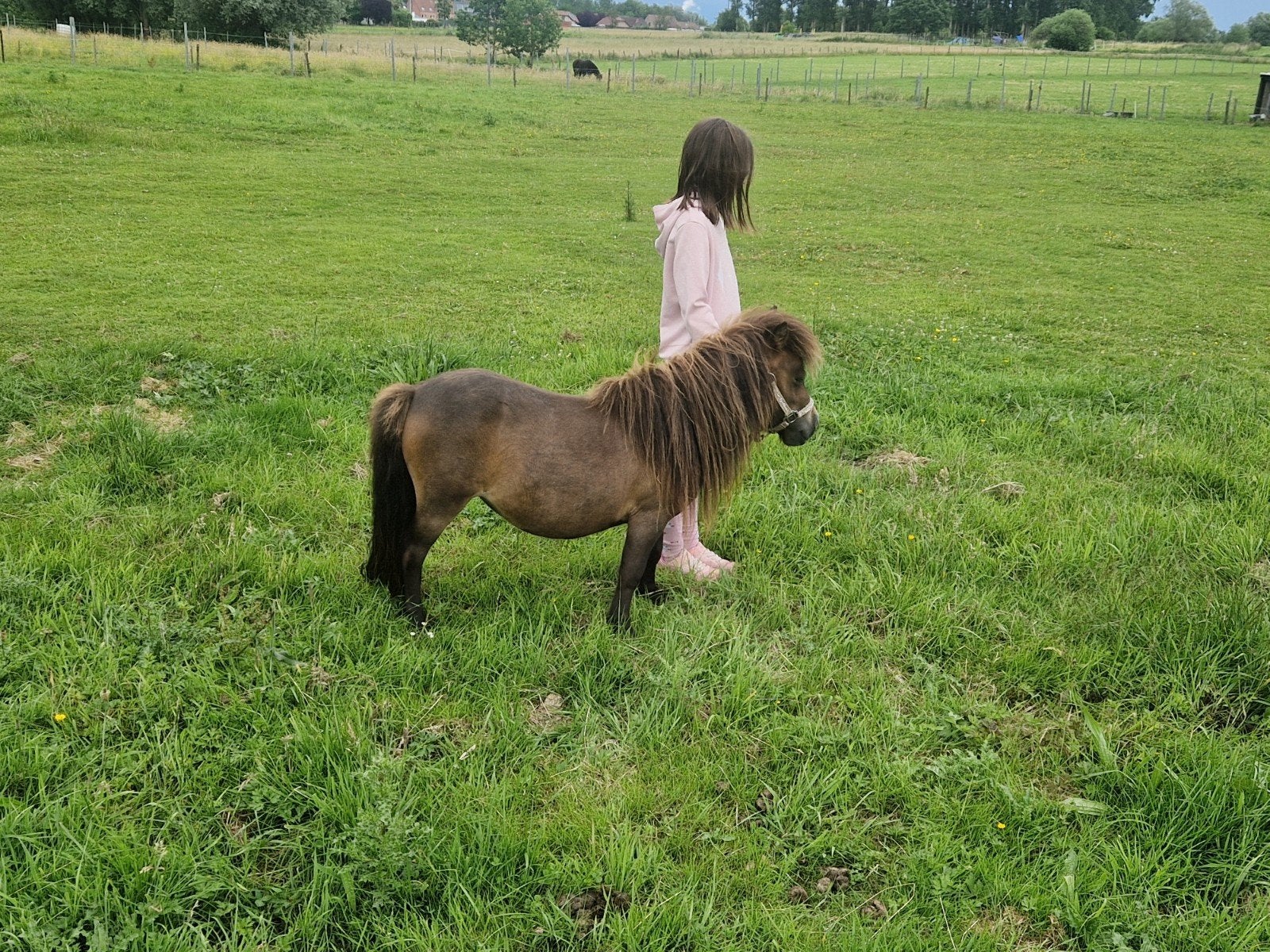 Pony merrie 75ch rug hoogte, Dieren en Toebehoren, Pony's