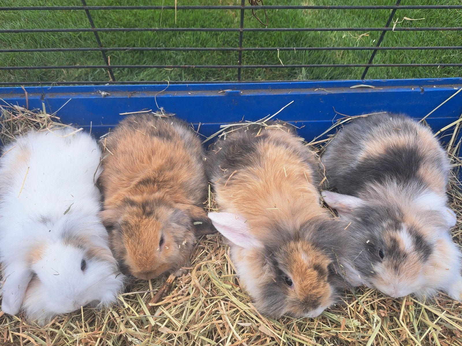 Nederlandse hangoorkonijntjes, Dieren en Toebehoren, Konijnen, Meerdere dieren, Dwerg, Hangoor, 0 tot 2 jaar