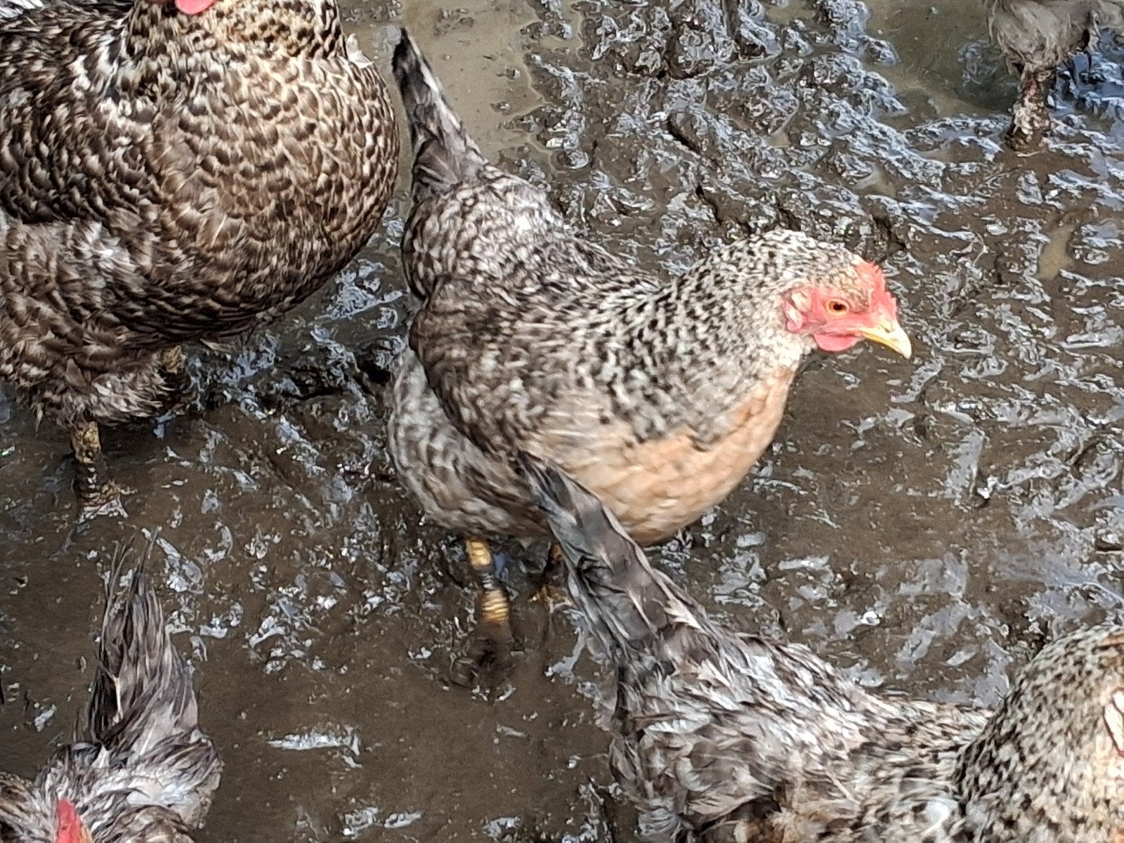 Araucana kippen
