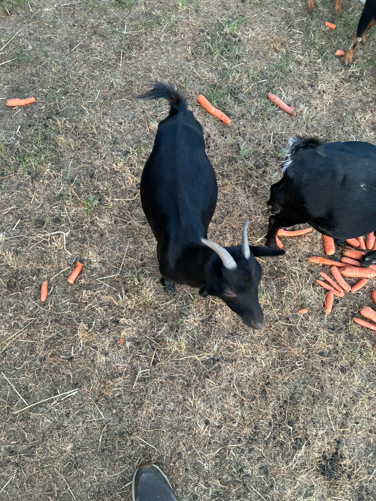 Moeder met mieke en bokje, Dieren en Toebehoren, Pluimvee