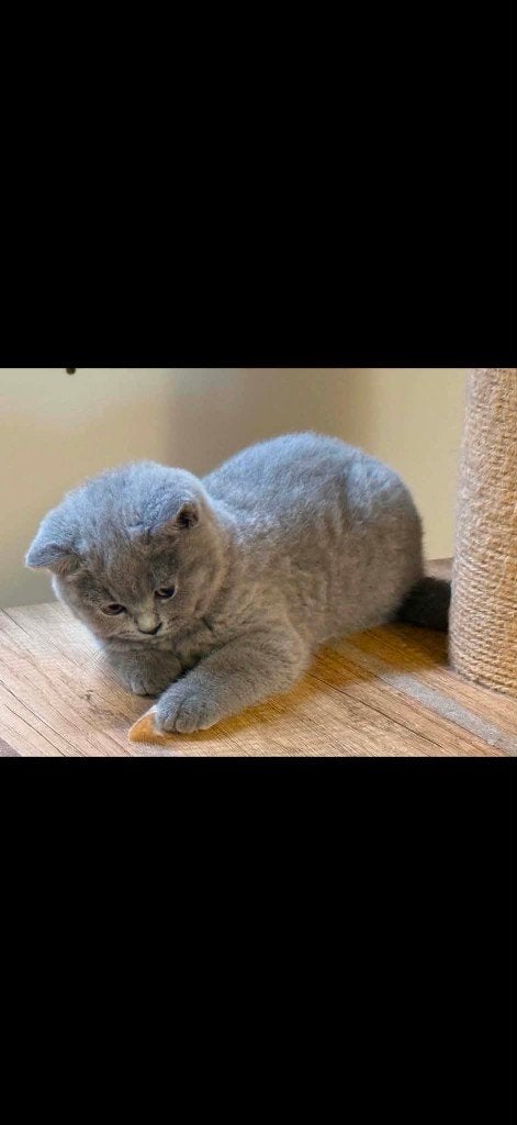Mooie Britse Korthaar kittens te koop, Plusieurs animaux, Avec puce électronique, 0 à 2 ans