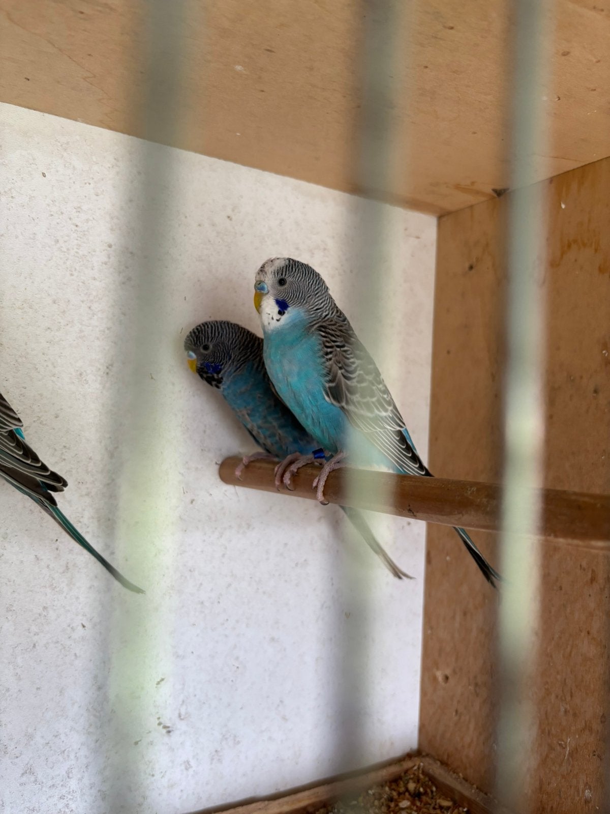 Grasparkieten split blackface, Dieren en Toebehoren