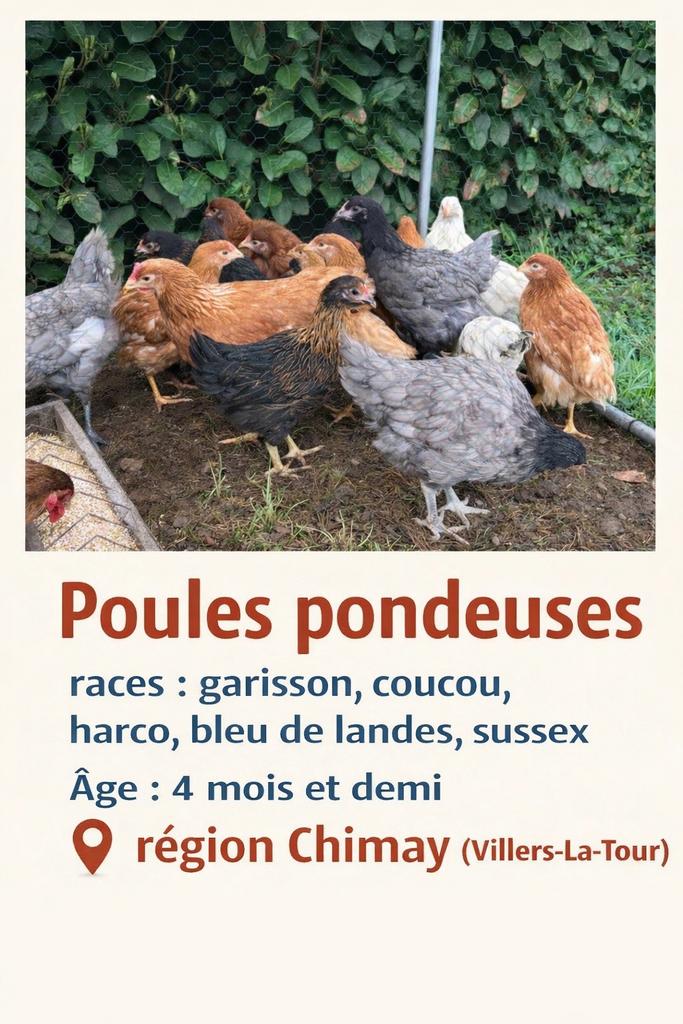 Poules pondeuses, Enlèvement