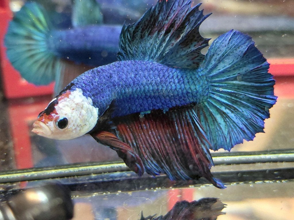 Betta man royal blue, Dieren en Toebehoren, Vissen | Aquariumvissen, Vis