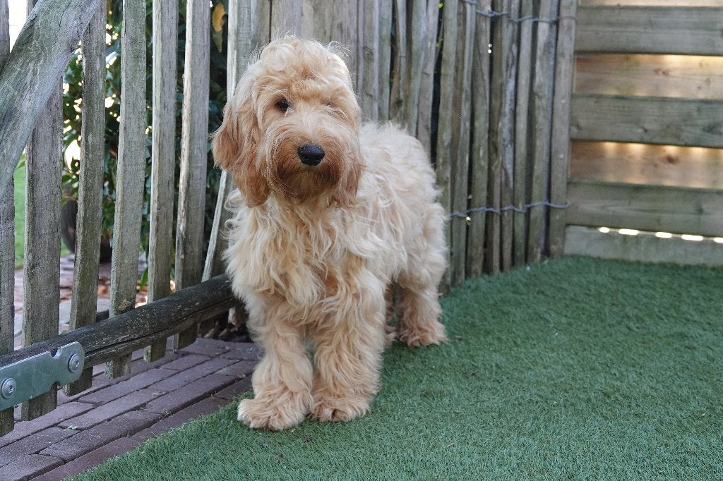 Prachtige Cockapoo pups (Abrikoos & zwart), België, 15 weken tot 1 jaar, Overige rassen, CDV (hondenziekte)