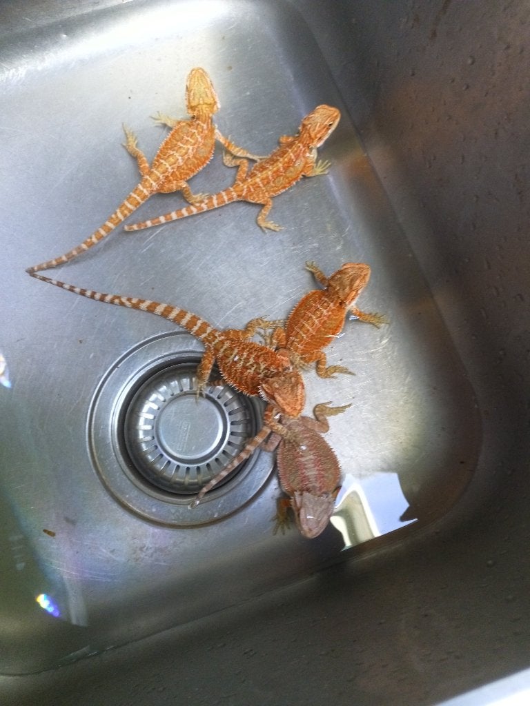 Hele mooie baardagamen, Dieren en Toebehoren, Hagedis, Tam, 0 tot 2 jaar