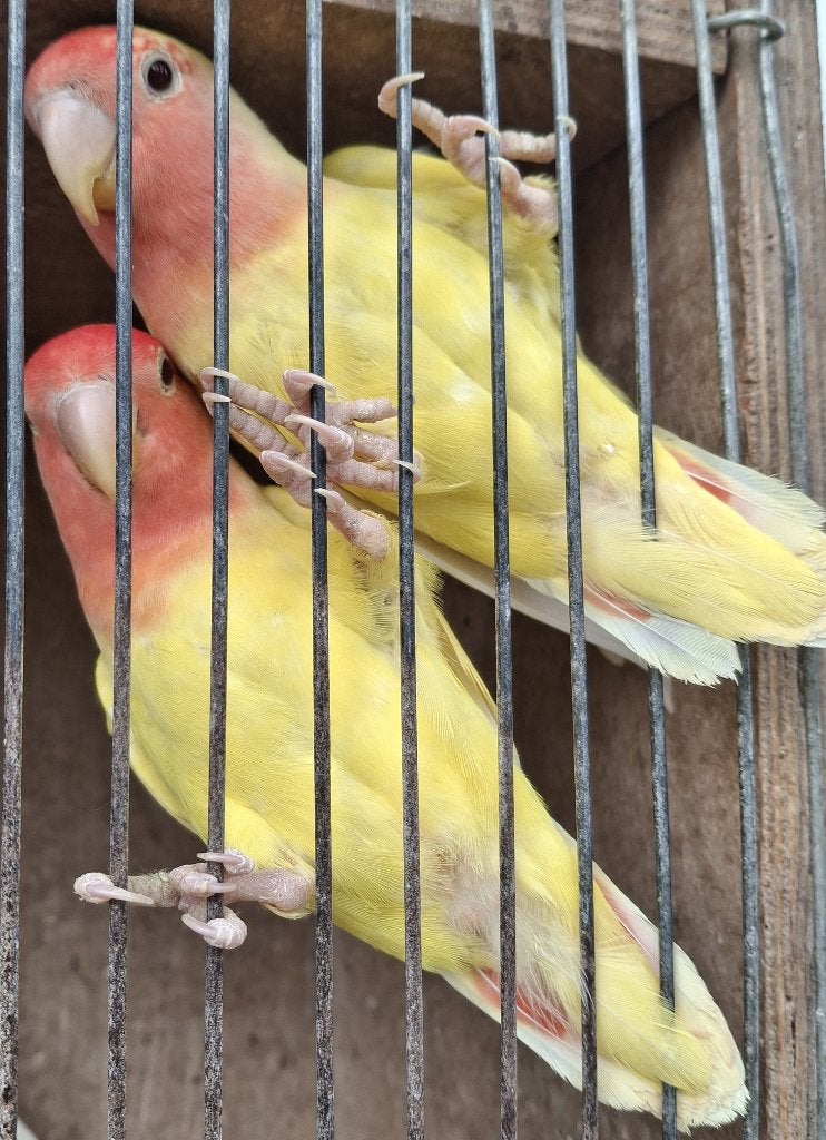 Agapornis Roseicolli, Dieren en Toebehoren, Geslacht onbekend, Dwergpapegaai of Agapornis, Tam