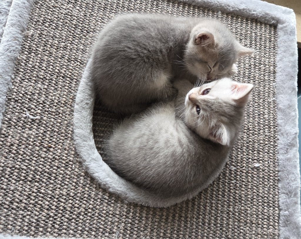 Britse korthaar kittens, Dieren en Toebehoren, Meerdere dieren, Met stamboom, 0 tot 2 jaar