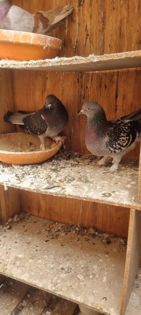 Pigeon Takla, Dieren en Toebehoren, Geslacht onbekend, Overige soorten