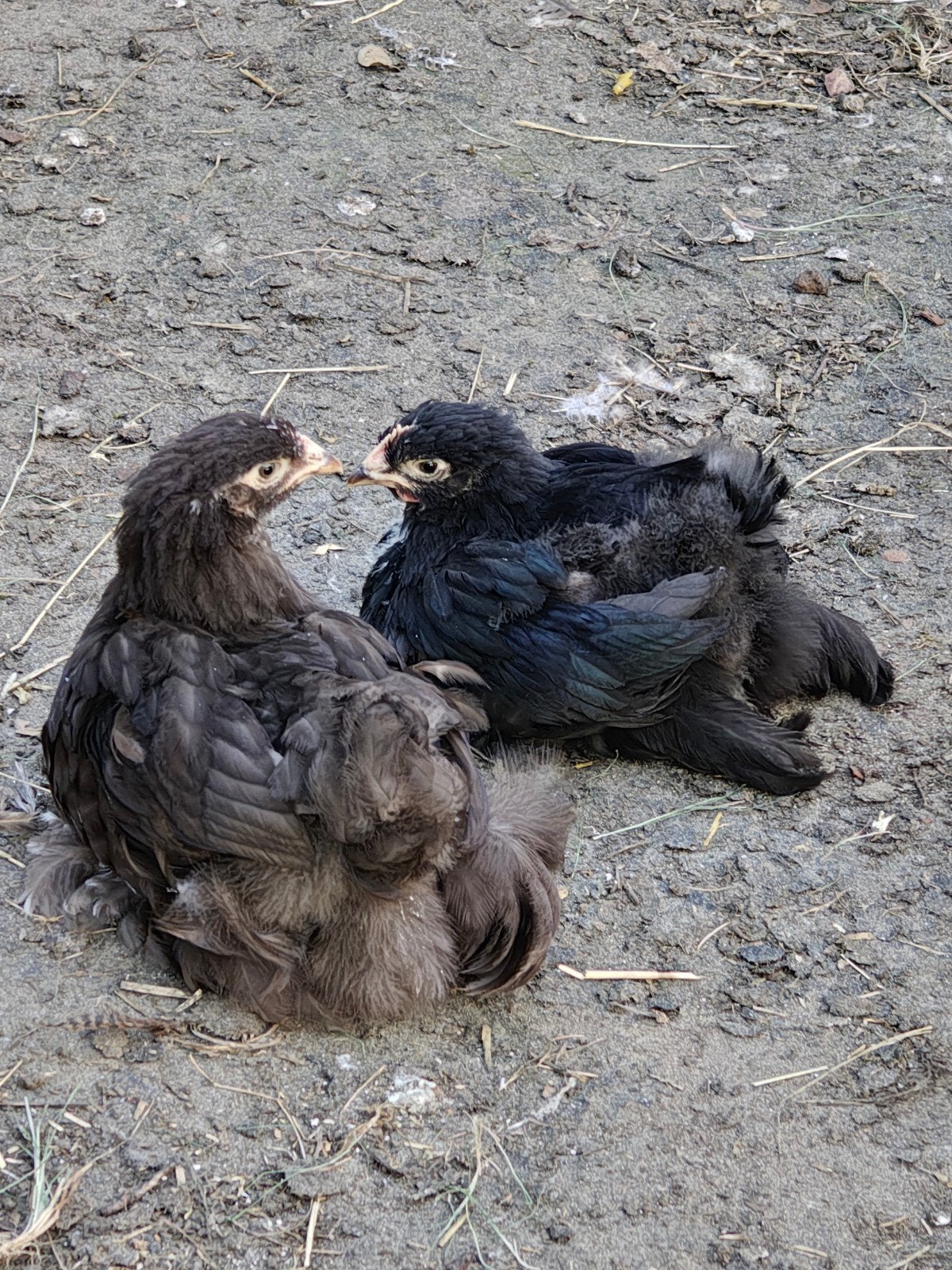 Cochin groothoender kuikens choco en zwart, Dieren en Toebehoren