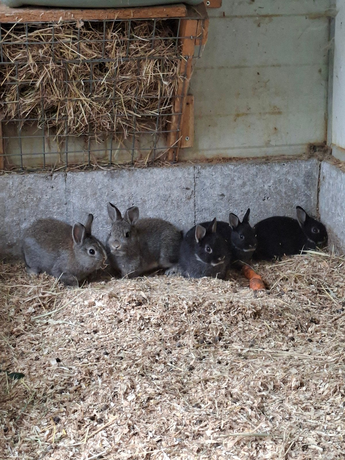lapins nains, Plusieurs animaux, Nain, 0 à 2 ans