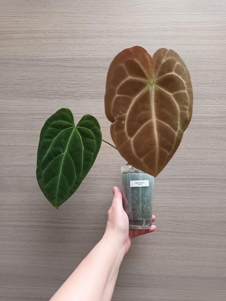 Anthurium dark crystallinum x papillilaminum, Ophalen of Verzenden