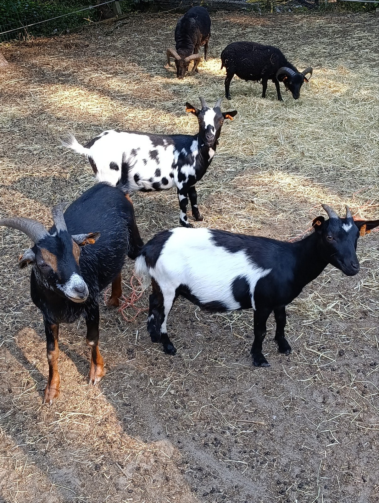 3 gecastreerde bokjes, Dieren en Toebehoren, Schapen, Geiten en Varkens