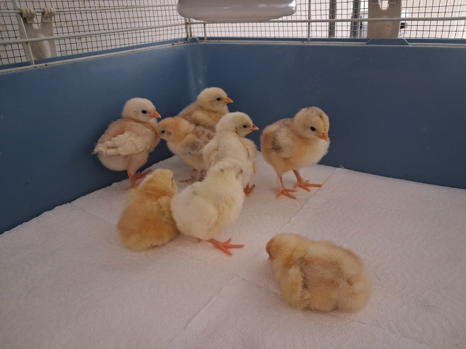 Kuikens, Animaux & Accessoires, Volatiles, Poule ou poulet