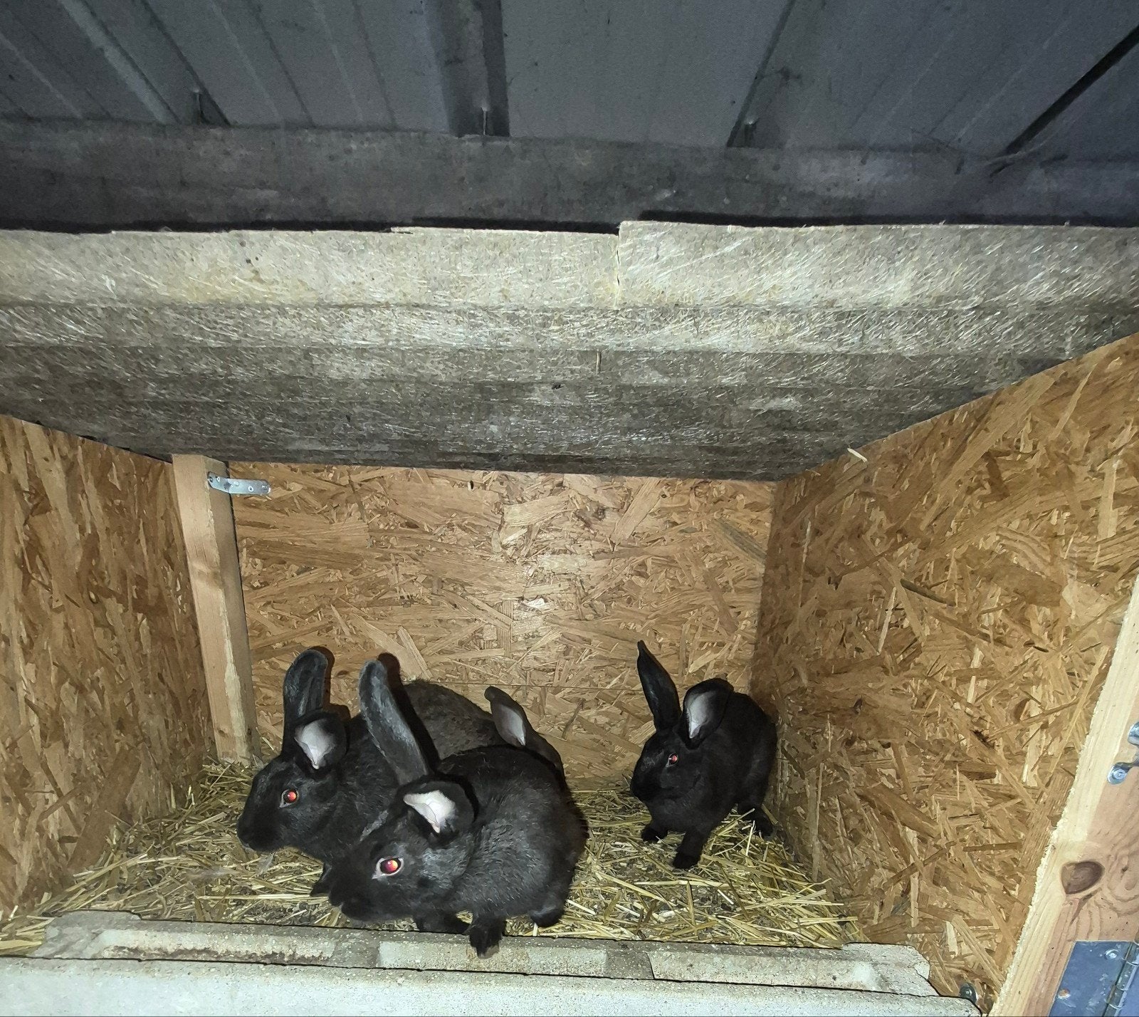 jeunes  lapin