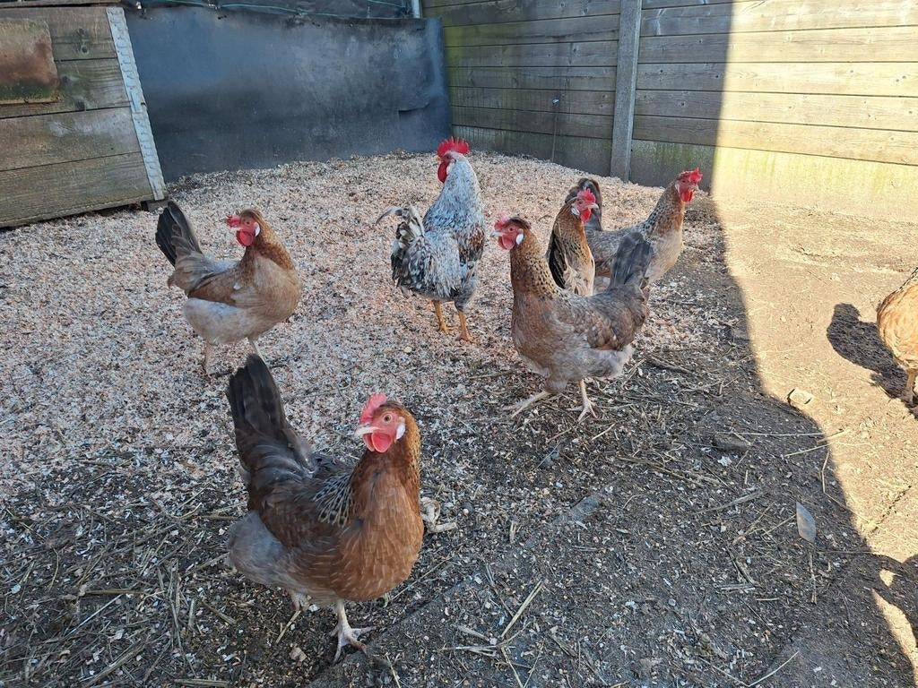 Cream legbar 5 poules et un coq