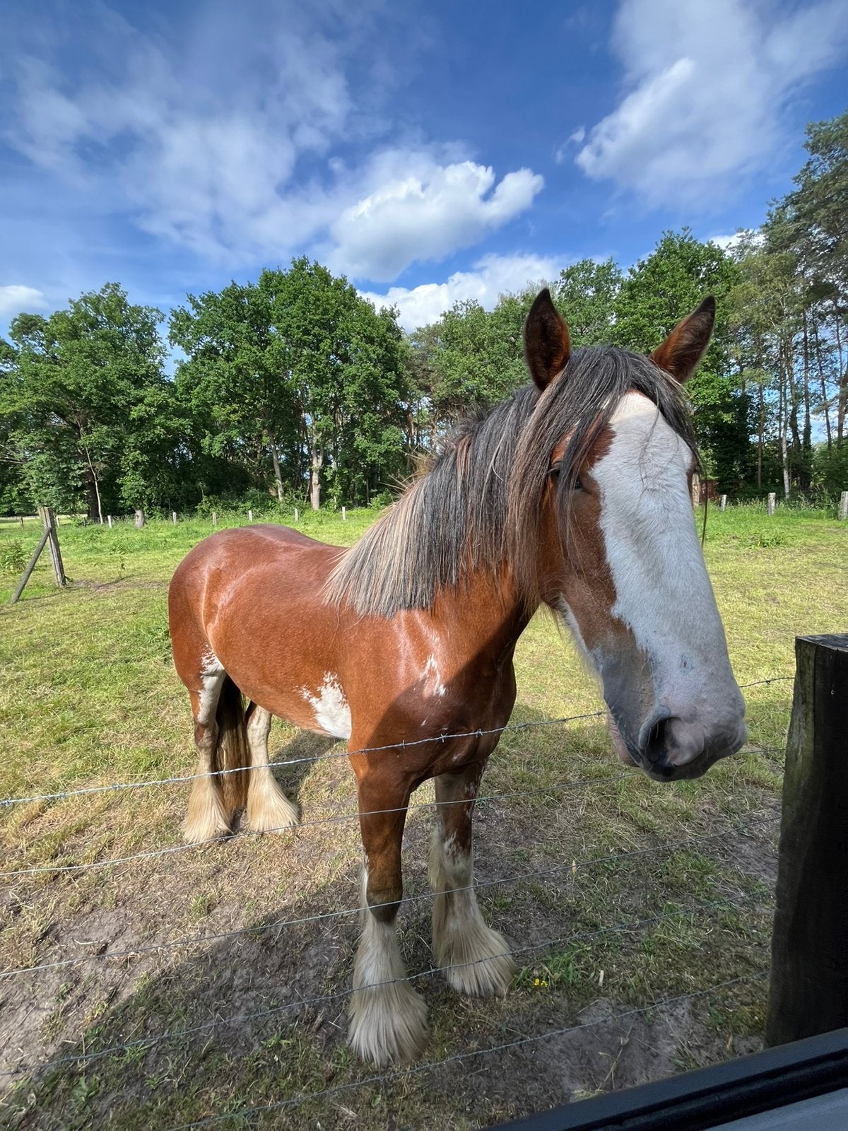 Shire merrie te koop, Animaux & Accessoires, Chevaux, Jument