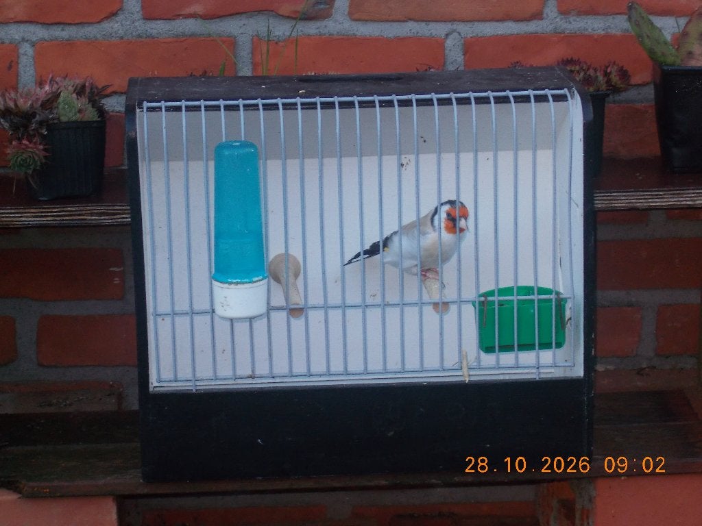 agaat putter mannen, Dieren en Toebehoren