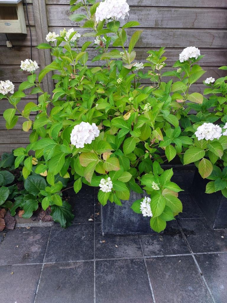 2 grote bloempotten met witte hortensias, Tuin en Terras, Bloempotten, Ophalen