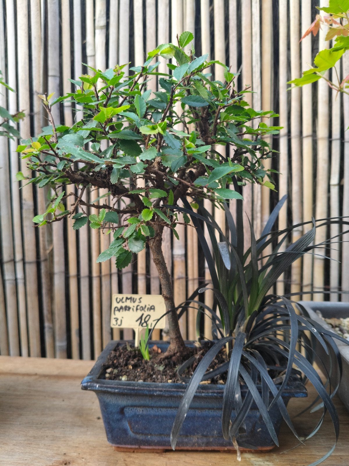 chinese iep, Tuin en Terras, Ophalen