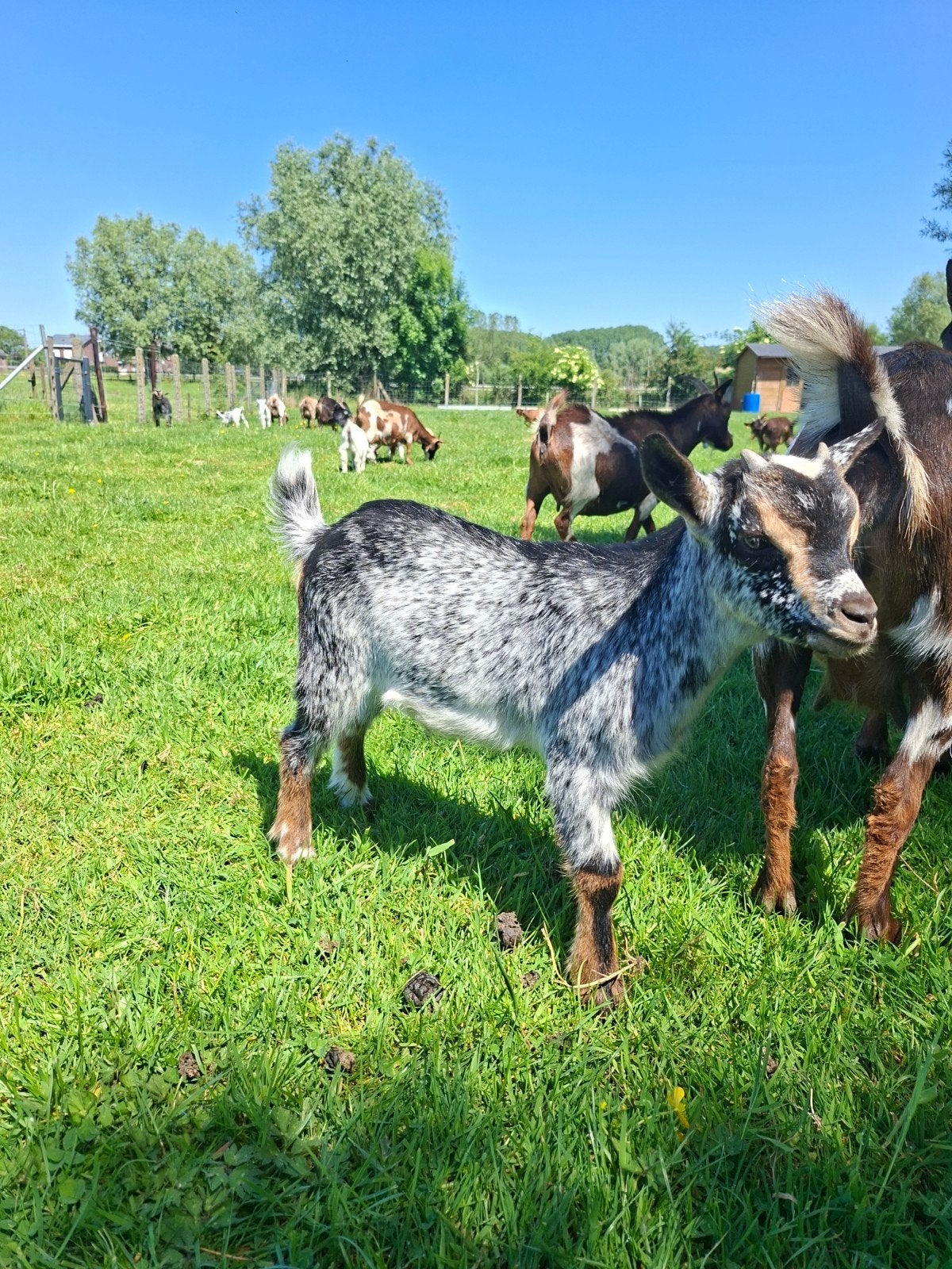 Dwerggeit boklammetje, Animaux & Accessoires, Moutons, Chèvres & Cochons, Mâle, Chèvre, 0 à 2 ans