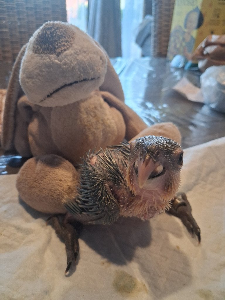 Super tamme zwartkop caique's, Dieren en Toebehoren, Geslacht onbekend, Papegaai, Tam