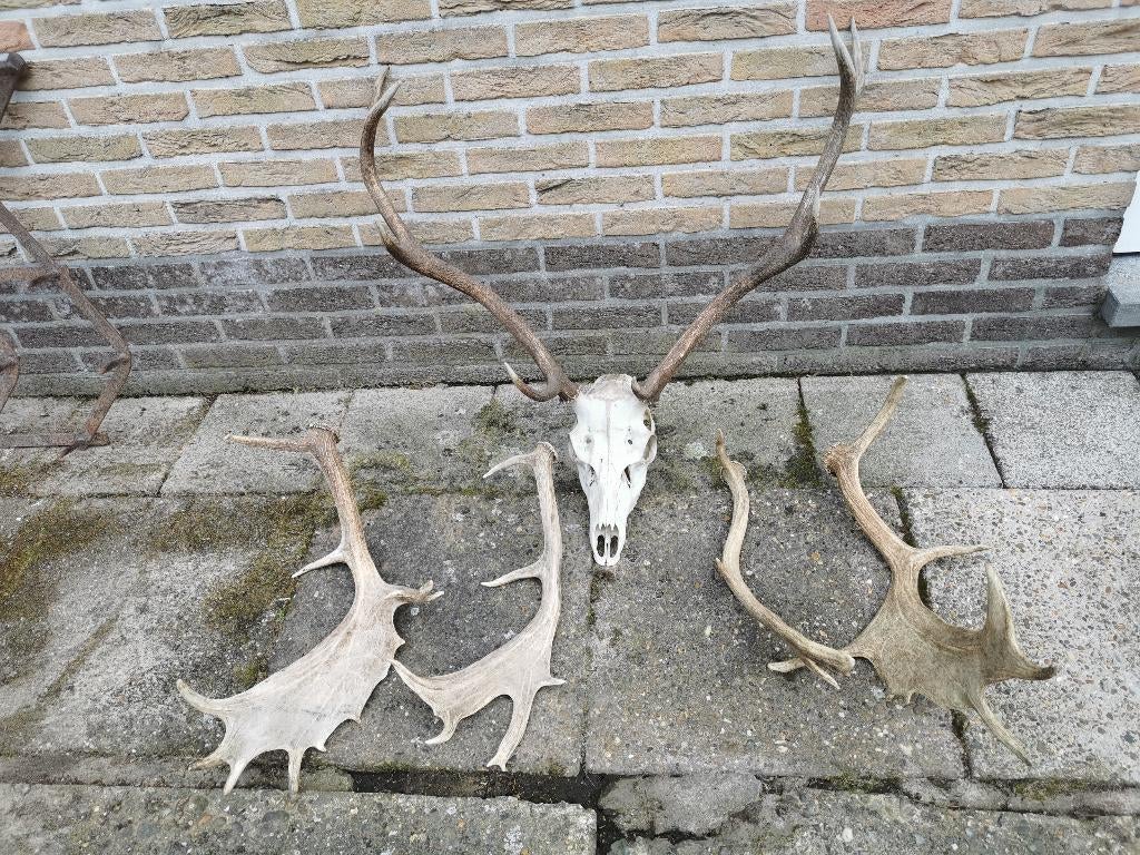 geweien van herten, Huis en Inrichting, Ophalen