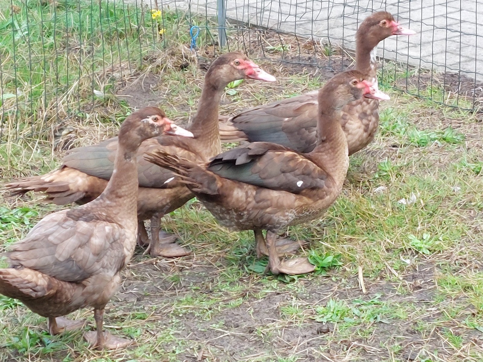 Kleurzuivere barbarie/barberie/ muskus eenden 2026, Dieren en Toebehoren, Meerdere dieren, Eend