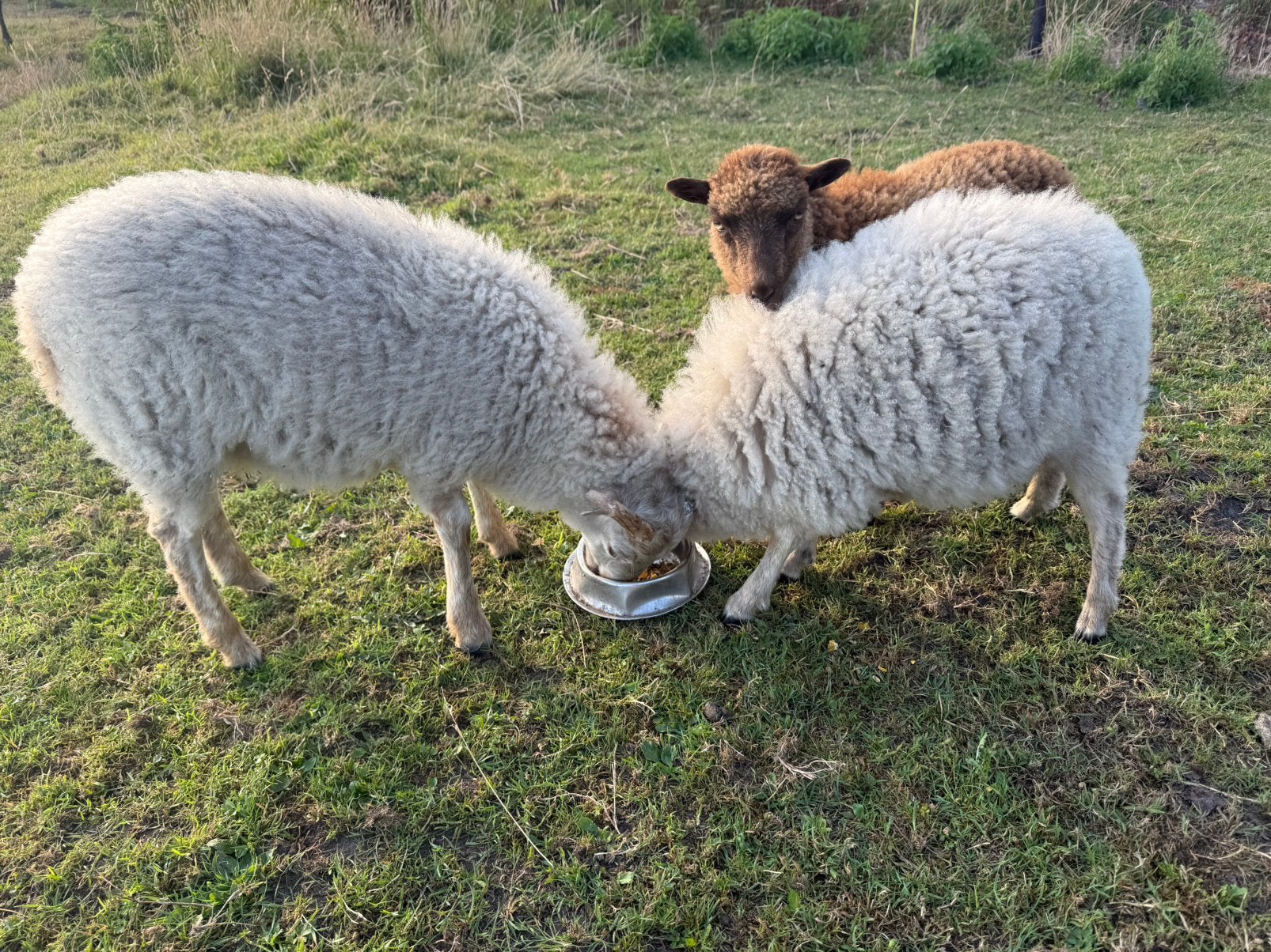 Witte ouesant lammetjes Ram te koop, Mâle, Mouton, 0 à 2 ans