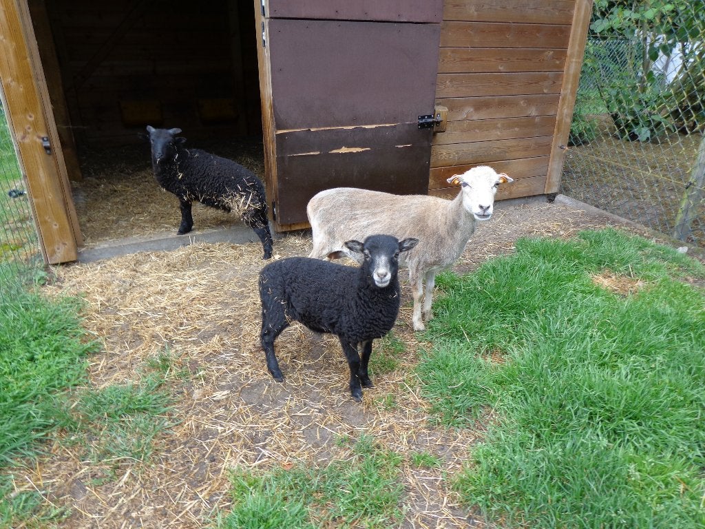ouessant schaap, Mâle, Mouton, 0 à 2 ans