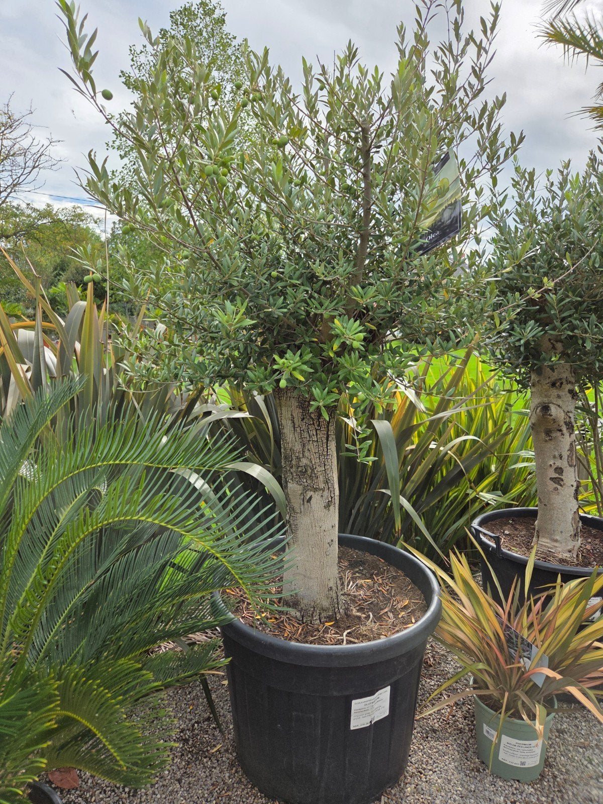 Olijfboom Olea Europaea, Ophalen, Olijfboom