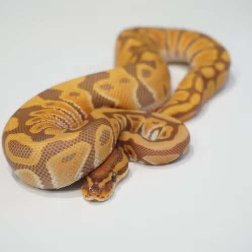 koningspython 'ultramel' Ball Python - unknown for sale from Animals Express Zellik