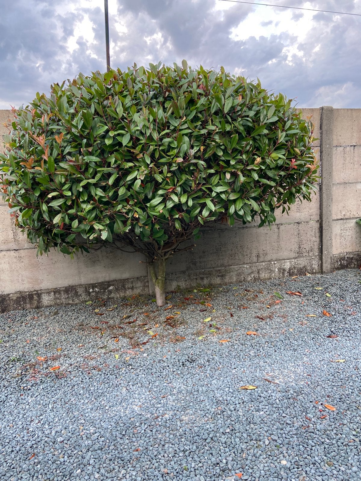 RED ROBIN OP STAM, Tuin en Terras, Ophalen, Bolboom, 100 tot 250 cm