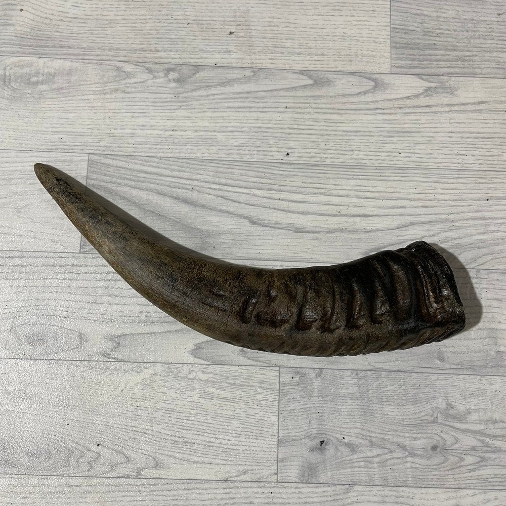 Waterbuffel hoorn los 45cm nr 332 | Lederstore, Collections, Enlèvement ou Envoi, Neuf, Animal de ferme, Bois ou Tête