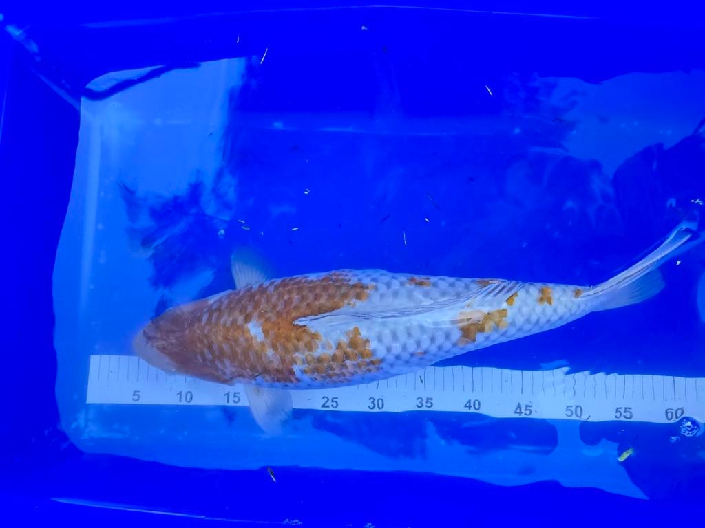 Zeer mooie Ochiba 55-60cm!, Dieren en Toebehoren