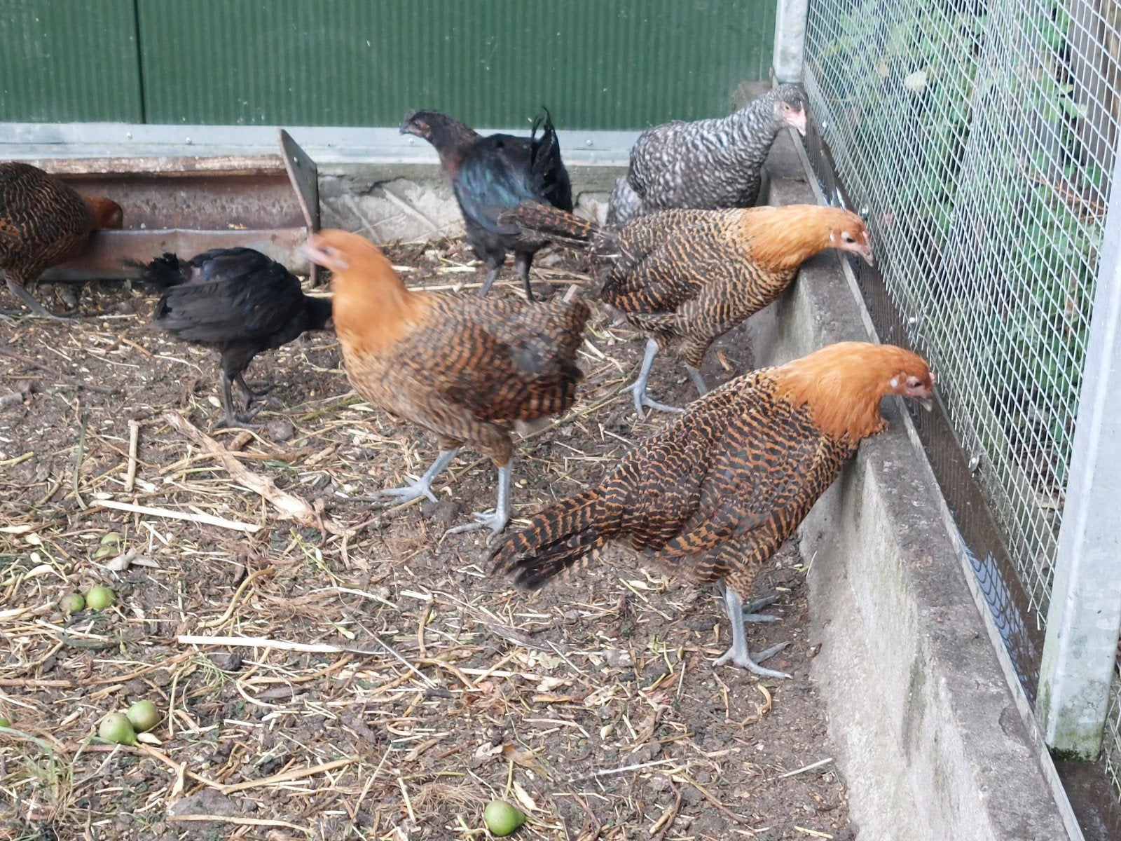 goudbrakel hennen, Dieren en Toebehoren