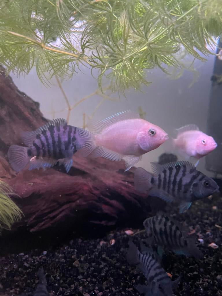 20 zebra en platinum cichlieden, Dieren en Toebehoren, Vis, Zoetwatervis