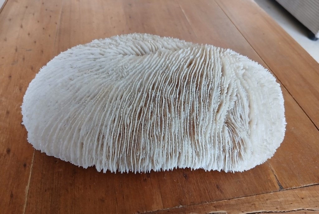 Corail champignon ancien (Rungia), Collections, Enlèvement