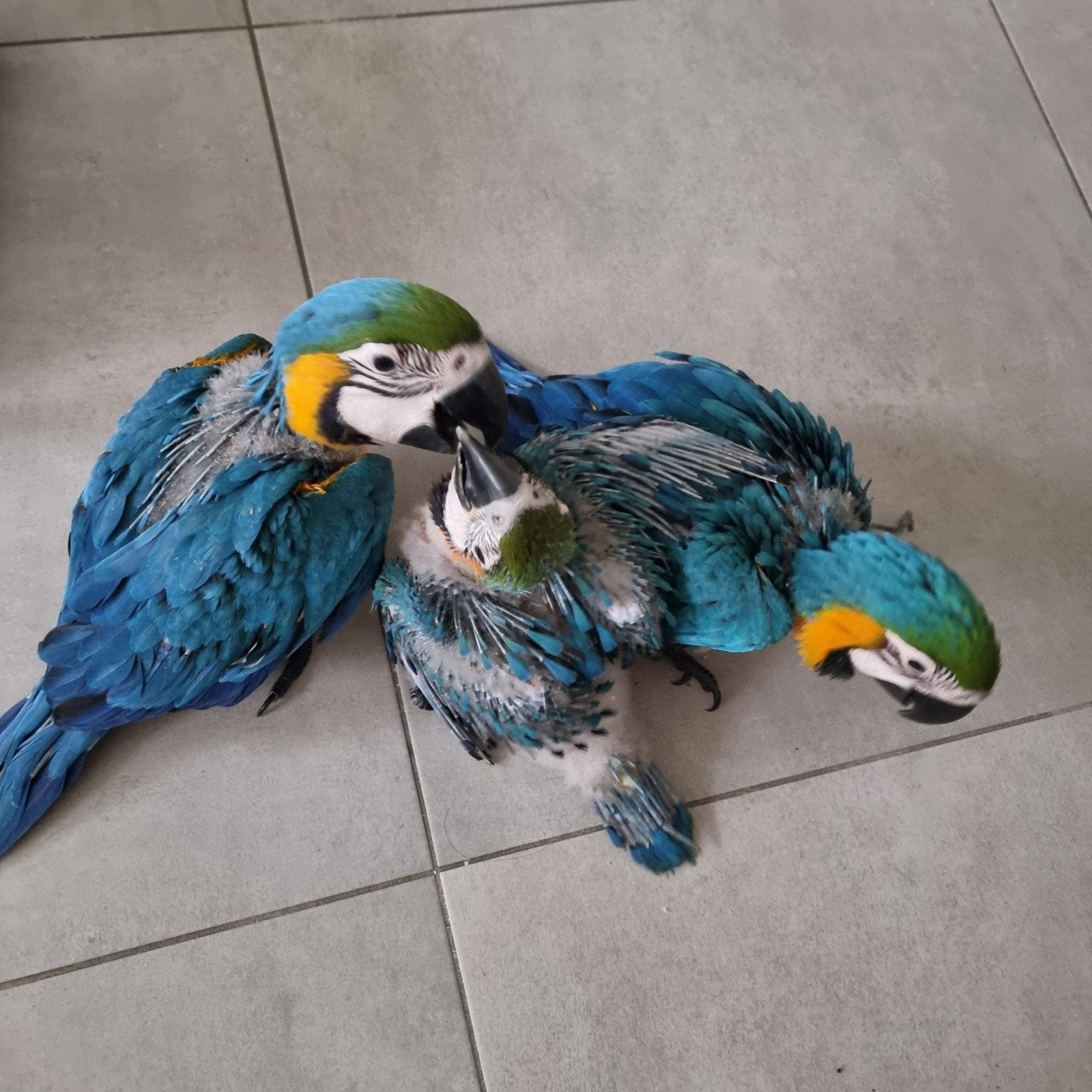 Blauwgele Ara papegaaien, Bagué