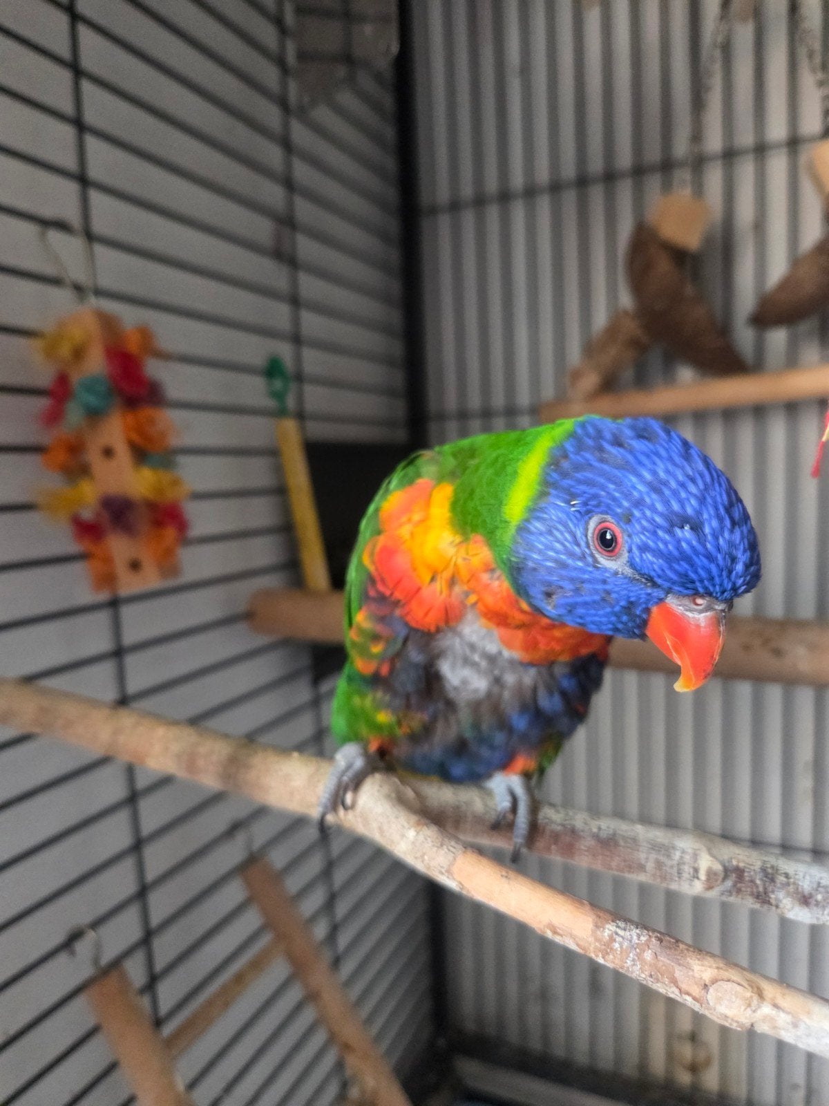 lori blauwe bergen zeer tam!! met kooi en speeltjes, Dieren en Toebehoren, Tam