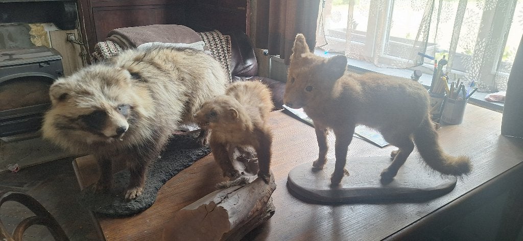 renard, chien de viverrin et belette empaillés, Collections, Enlèvement, Utilisé, Animal empaillé